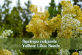 Yellow Lilac Seeds - Syringa vulgaris for Bonsai, Flowering Shrub, Pale Yellow Blooms, Hardy, 50+ Seeds