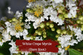 White Crepe Myrtle Trees Set of 2 | Fast Growing Bare Root Lagerstroemia indica with White Flowers