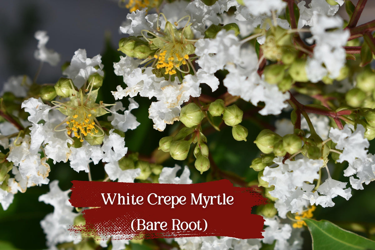 White Crepe Myrtle Trees Set of 2 | Fast Growing Bare Root Lagerstroemia indica with White Flowers