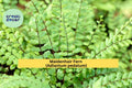 Maidenhair Fern Live Roots 20-Pack – Adiantum pedatum Hardy Shade Fern Rhizomes for Indoor & Woodland Gardens