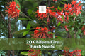 Chilean Fire Bush Seeds – Embothrium coccineum – Rare Scarlet Red Blooming Shrub for Gardens and Landscaping