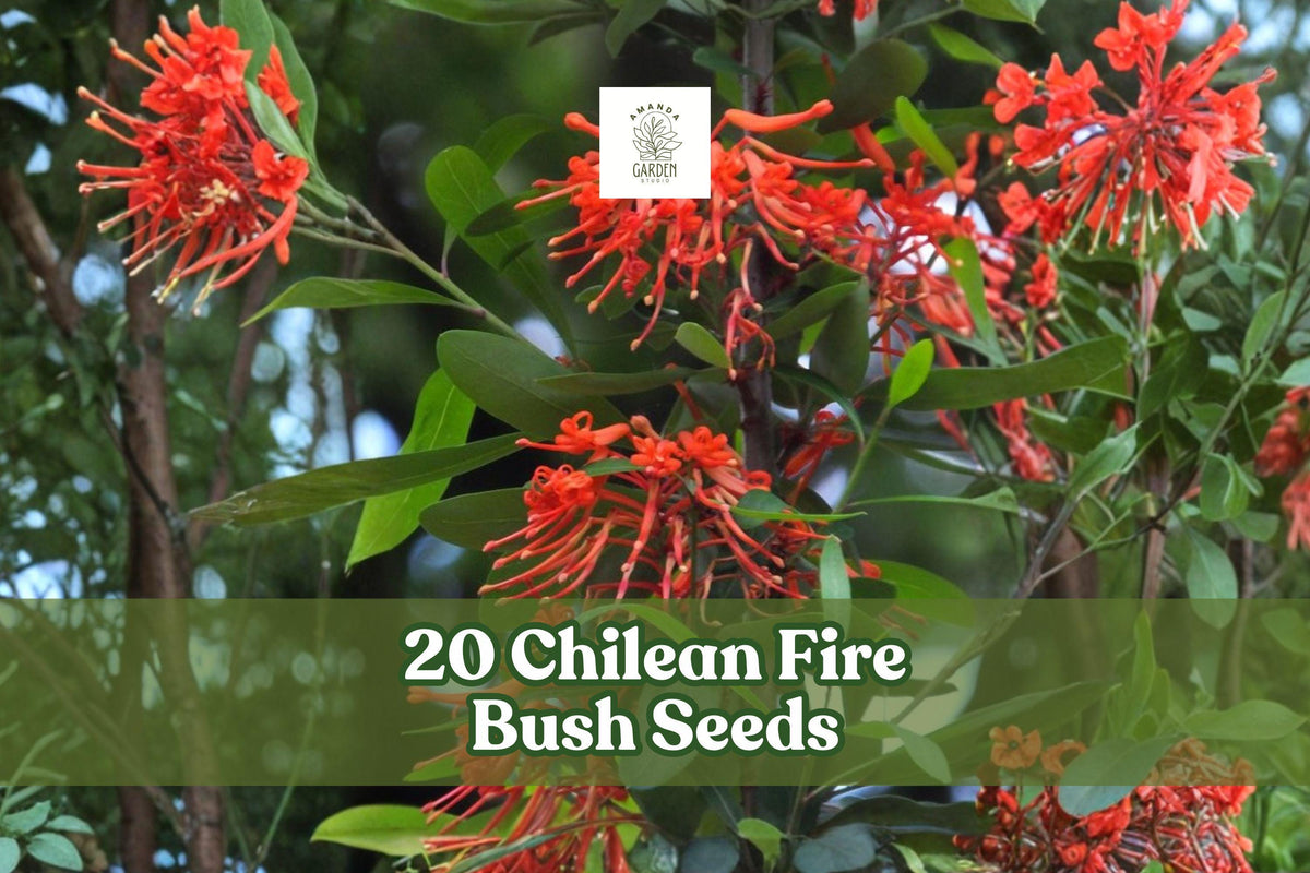 Chilean Fire Bush Seeds – Embothrium coccineum – Rare Scarlet Red Blooming Shrub for Gardens and Landscaping