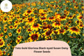 Black-Eyed Susan Seeds, Rudbeckia Hirta, Golden Yellow Blooms, Pollinator-Friendly, 200+ Seeds