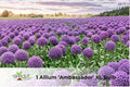 Allium Ambassador XL Bulb – Giant Purple Perennial Flowering Bulb for Borders and Containers, Allium spp.