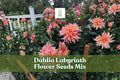Dahlia Labyrinth Flower Seeds Mix – Exotic Bright Colors, 100+ Dahlia pinnata Garden Seeds for Borders & Cut Flowers