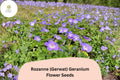 25+ Rozanne Geranium Seeds, Purple Perennial Flower, Geranium ‘Rozanne’ (Gerwat), Spreading, Long Blooming, Bee & Butterfly Attracting