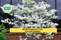 White Dogwood Tree Bare Root 12–24" Cornus florida Flowering Ornamental Tree for Garden Landscape