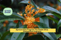 Apricot Echo Osmanthus Fragrans Live Starter Plant – Fragrant Evergreen Shrub for Garden or Patio