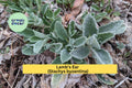 Lamb’s Ear Starter Plants – 3 Bare-Root Perennials – Silver Green Foliage – Drought-Tolerant Groundcover – Stachys byzantina