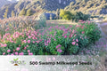 500 Swamp Milkweed Seeds | Asclepias incarnata Perennial Flower for Pollinator Gardens