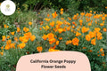 200+ California Orange Poppy Seeds for Garden Planting, Vibrant Wildflowers, Eschscholzia californica