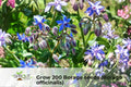 200 Borage Seeds Non-GMO Borago officinalis Pollinator-Friendly Blue Flowers Annual Herb