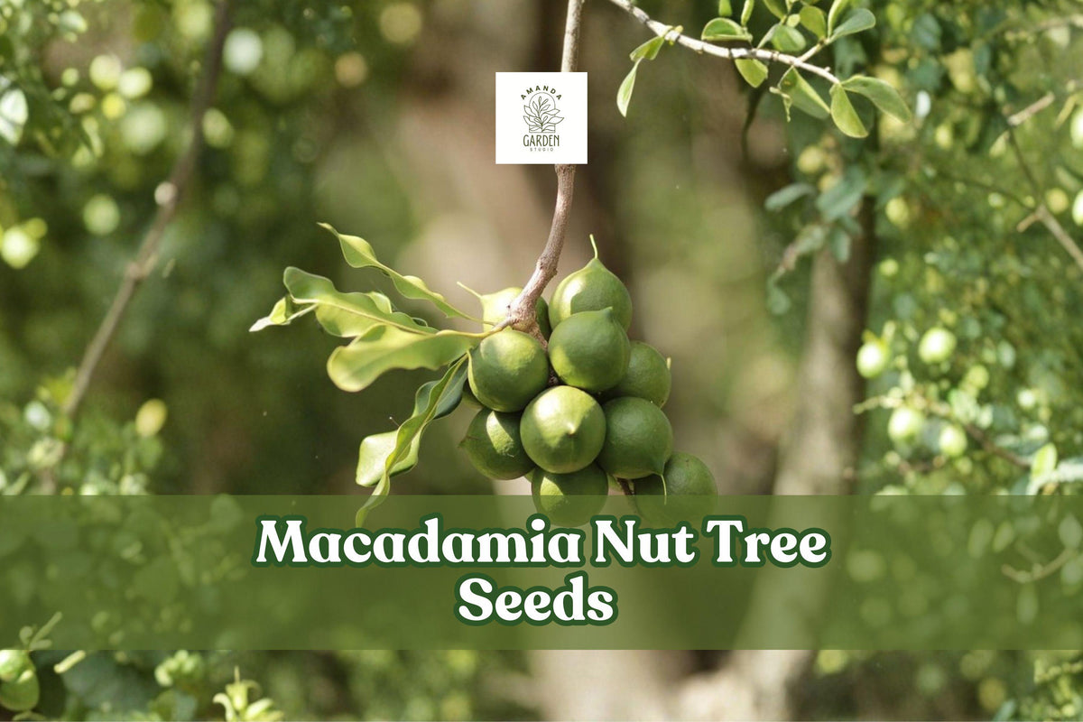 Macadamia Nut Tree Seeds – 5 Pack, Tropical Evergreen, Edible Nuts, Macadamia integrifolia, Nut Tree Seeds