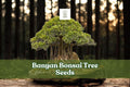 Banyan Bonsai Tree Seeds – Ficus benghalensis Tropical Evergreen Plant for Indoor Gardening & Bonsai Art