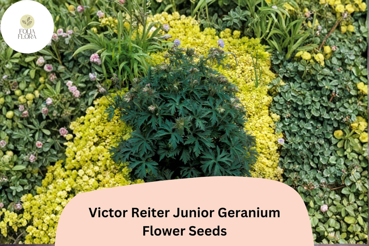 Victor Reiter Junior Geranium Seeds – Green Blooms, Perennial Cranesbill, Compact, Well-Drained Soil, Full Sun to Partial Shade