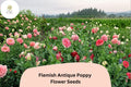 200+ Flemish Antique Poppy Seeds – Cream & Red Frilled Blooms – Heirloom Papaver somniferum Flower Seeds
