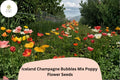 Iceland Poppy Seeds – Champagne Bubbles Mix, Perennial Flower Seeds, Colorful Papaver nudicaule for Gardens and Borders