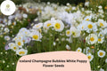200+ Iceland White Poppy Seeds – Champagne Bubbles, Elegant Perennial Flowers, Papaver nudicaule, White Bloom Seeds