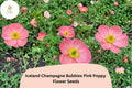 200+ Iceland Pink Poppy Seeds Champagne Bubbles Variety Papaver nudicaule Perennial Garden Flower