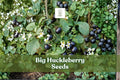 Big Huckleberry Seeds, Vaccinium membranaceum, Hardy Wild Berry Shrub, Perennial, 30 Seeds for Native Gardens & Wildlife