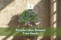 Purple Lilac Bonsai Seeds | Syringa vulgaris Flowering Shrub for Bonsai & Garden