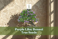 Purple Lilac Bonsai Tree Seeds | 30+ Fragrant Syringa vulgaris Seeds for Ornamental Miniature Trees