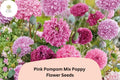 Pink Pompom Poppy Seeds – Perennial Flower, Soft Pink Ruffled Blooms, Papaver somniferum, Pollinator Friendly, Easy to Grow