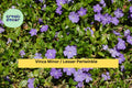 Vinca Minor Live Plants – 50 Bare Roots or 2.5" Pots, Evergreen Ground Cover, Blue-Purple Flowers, Shade Garden, Hardy Zones 4–9