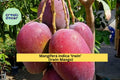 Irwin Mango Tree Live Plant 7–10 Inches, Red Tropical Fruit, Mangifera indica ‘Irwin’ for Patio or Garden