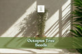 Octopus Tree Seeds (Didierea madagascariensis) – Rare Succulent for Bonsai & Desert Gardens, Exotic Madagascar Plant