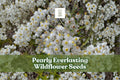 Pearly Everlasting Seeds - Anaphalis margaritacea - Drought-Tolerant Perennial Wildflower for Pollinator Gardens & Bouquets