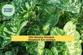 Live Rooted Hilo Beauty Alocasia Plant – Variegated Elephant Ear, Tropical Houseplant, Indoor or Patio, Alocasia macrorrhizos