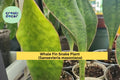 Sansevieria Masoniana Whale Fin Baby Snake Plant – 5-6 Inch Rooted Succulent for Indoor Decor