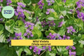 Wild Violet Plants – 12 Bareroot Rhizomes Viola sororia, Hardy Purple Perennial Ground Cover for Woodland Gardens and Borders