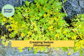 Creeping Sedum Groundcover – 25 Live Cuttings, Drought-Tolerant Perennial Stonecrop, Low-Maintenance, for Borders, Rock Gardens & Pots