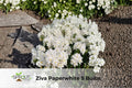 Ziva Paperwhite Bulbs – Fragrant White Narcissus, Indoor/Outdoor, 5 Bulbs, Narcissus papyraceus ‘Ziva’