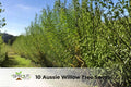 Aussie Willow Tree Seeds | Geijera parviflora | Fast-Growing Evergreen Privacy & Shade Tree | 10 Seeds