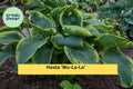 Hosta ‘Wu-La-La’ – Live Perennial in 5.25” Pot with Blue-Green Foliage and Chartreuse Edges, Shade-Loving Proven Winners Plant