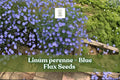 Blue Flax Seeds | 1000 Perennial Wildflower Seeds | Linum perenne | Drought-Tolerant, Pollinator-Friendly, Full Sun