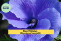 Blue Hibiscus Live Starter Plant – Alyogyne huegelii Evergreen Shrub with Violet-Blue Flowers for Gardens & Containers