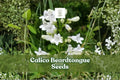 Calico Beardtongue Seeds | 50 Untreated Seeds | Native Wildflower | Penstemon calycosus | Pollinator-Friendly, Pink-Lavender Blooms
