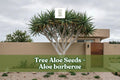Tree Aloe Seeds (Aloe barberae) – Rare Succulent Tree Seeds for Xeriscape, Rock Gardens, Drought-Tolerant Plants, 5 Pack