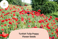200+ Turkish Tulip Poppy Seeds | Wildflower, Papaver orientale, Vibrant Tulip-Shaped Blooms, Attracts Bees & Butterflies