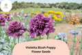 Violetta Blush Poppy Seeds – Lavender-Pink Annual Wildflower, Papaver somniferum, 200+ Seeds