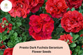 25+ Presto Dark Fuchsia Geranium Seeds – Perennial Flower, Full Sun, Well-Drained Soil, Attracts Pollinators, Geranium spp.