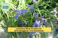 Louisiana Blue-Purple Iris – 3 Medium Rooted Plants – Hardy Water-Loving Perennial – Iris louisiana for Pond, Garden, Border