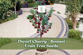 25 Dwarf Cherry Tree Seeds Prunus avium for Bonsai & Small Gardens, Edible Miniature Fruit, Pink-White Flowers, Easy Grow