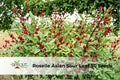 Roselle Seeds Hibiscus sabdariffa Edible Leaves & Red Calyces, Tropical Ornamental & Culinary Plant, 50+ Seeds