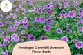 Himalayan Cranesbill Geranium Seeds – Purple Perennial Flower, Easy to Grow, Hardy Garden Plant, Geranium himalayense, 25+ Seeds