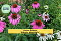 Purple Coneflower Plants – 8 Live Echinacea purpurea Perennials for Pollinator Gardens, Drought-Tolerant, Full Sun, Hardy Zone 3-9